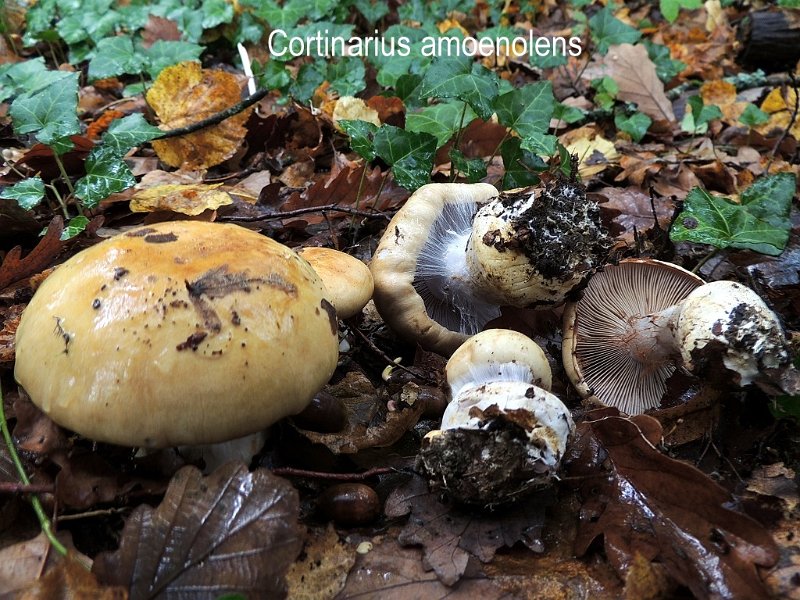 Cortinarius amoenolens-amf552-1.jpg - Cortinarius amoenolens ; Syn: Phlegmacium amoenolens ; Nom français: Cortinaire à odeur de prune